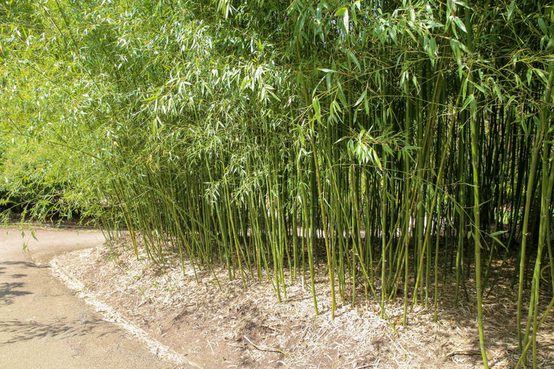 Bambusy - Kew Gardens, Londyn