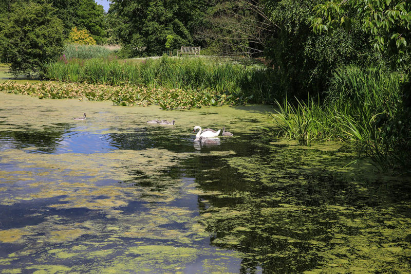 Jeziorko w londyńskich ogrodach Kew Gardens