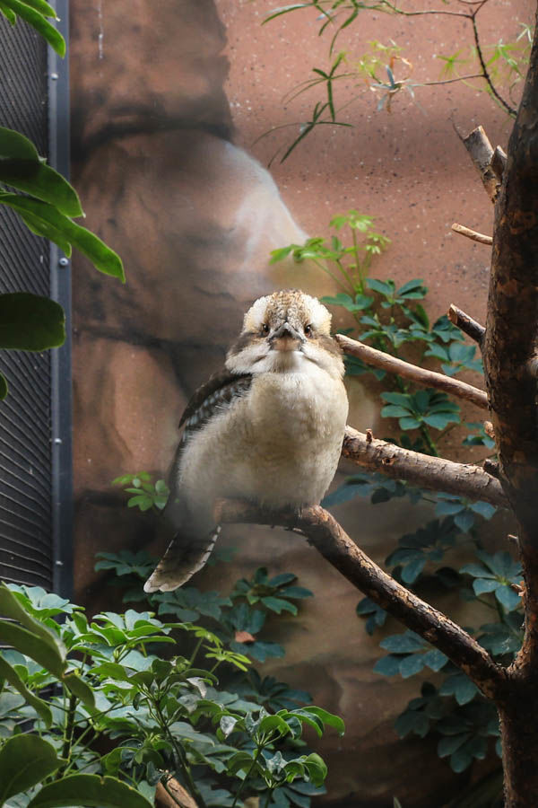 Kakabura chichotliwa - ZOO Berlin