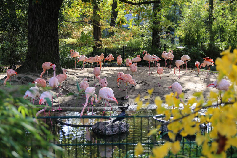 Flamingi - ZOO w Berlinie