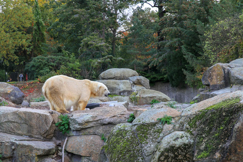 Niedźwiedź polarny - ZOO w Berlinie