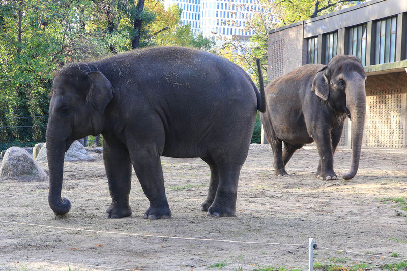 Słonie - ZOO w Berlinie