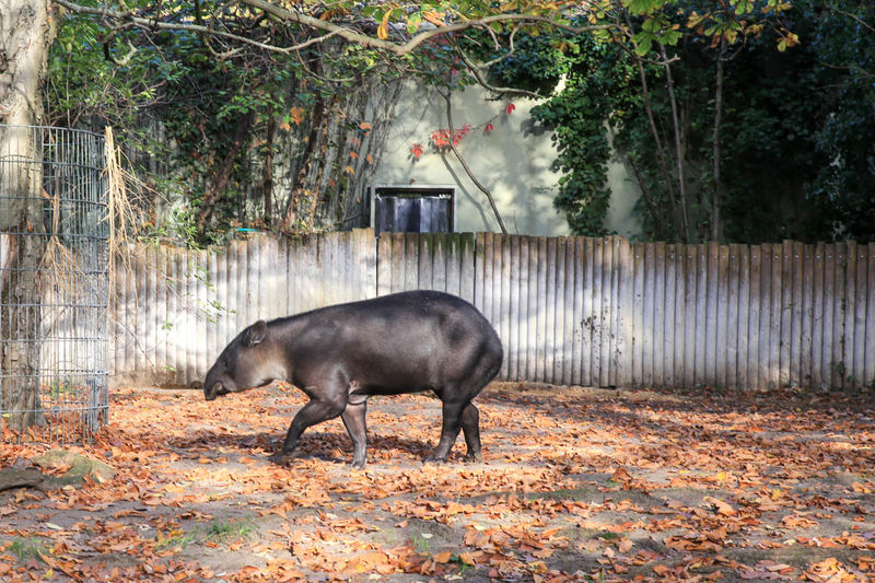 Tapir - ZOO w Berlinie