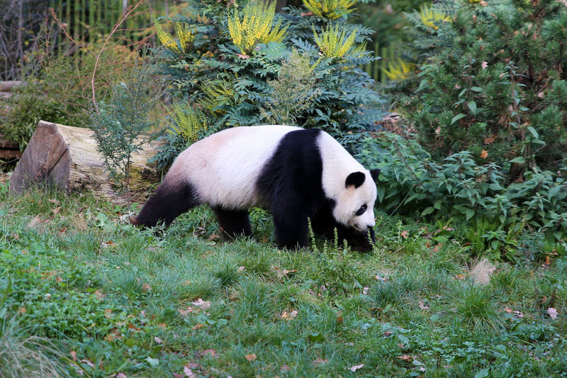 Panda wielka w ZOO w Berlinie