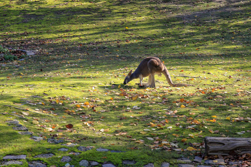 Kangur rudy - ZOO w Berlinie