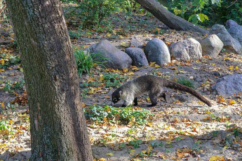 Ostronos białonosy - ZOO w Berlinie