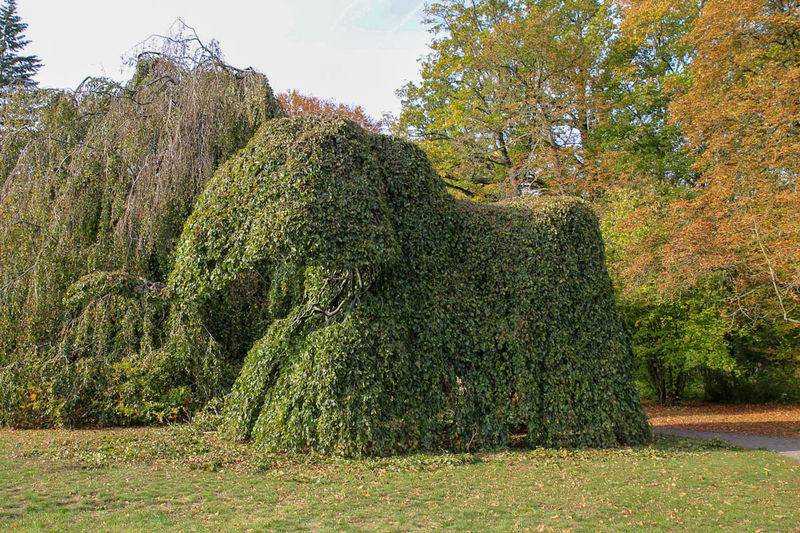 Elefantenbaum - drzewiasta rzeźba słonia