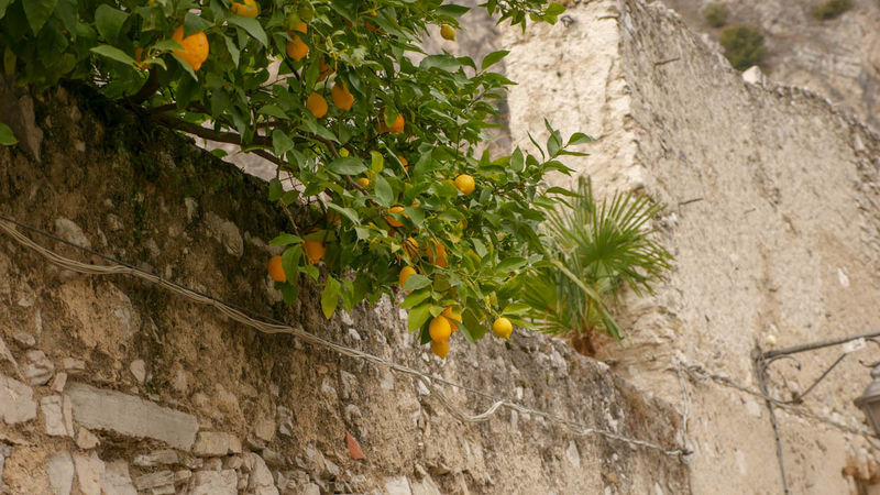 Cytryny w Limone sul Garda