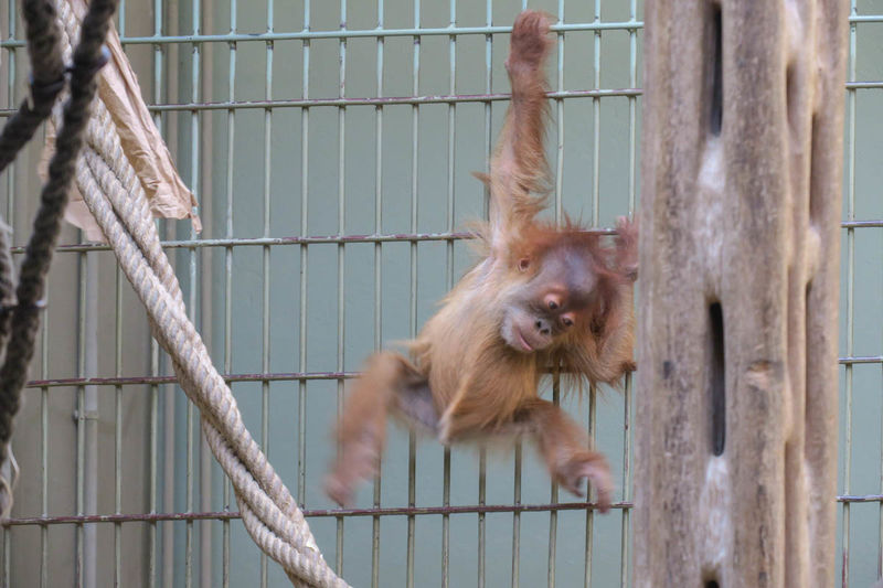 ZOO w Dreźnie - orangutany