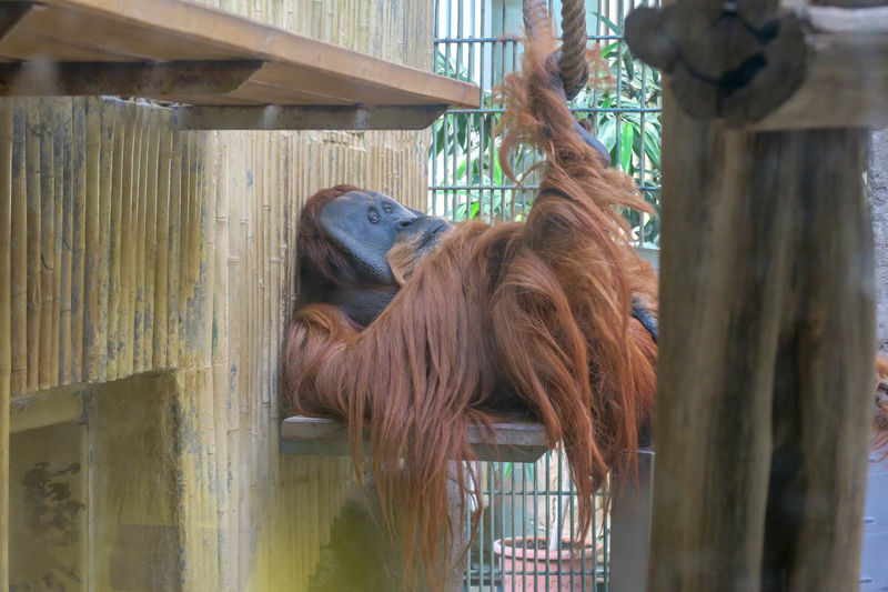 Orangutany - ZOO w Dreźnie