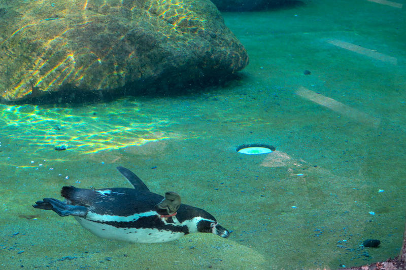 Pingwiny Humboldta - ZOO w Dreźnie