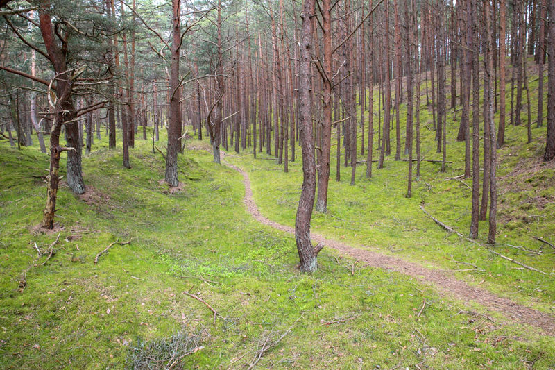 Trasa w  stronę morza na Wydmę Łącką - Słowiński Park Narodowy