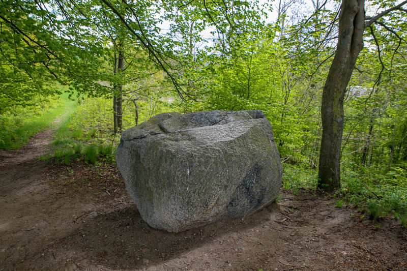 Głaz narzutowy 'kamień królewski' w drodze na wzgórze Jastrzębia Góra w Ostrzycach (Kaszuby)