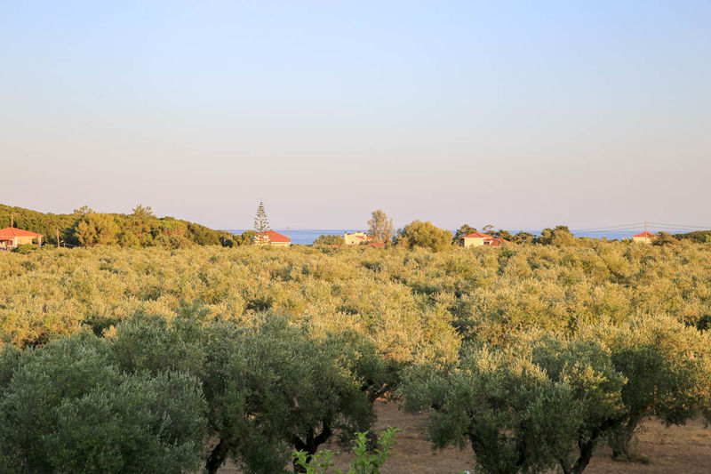 Widok na gaj oliwny (Zakynthos)