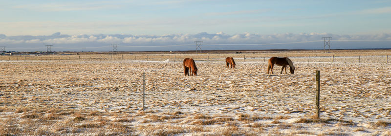 Islandzkie konie