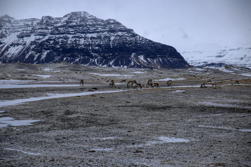 [Renifery w okolicy laguny lodowca - Islandia]