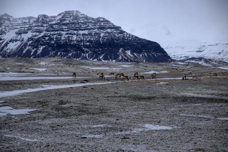 Renifery w okolicy laguny lodowca - Islandia