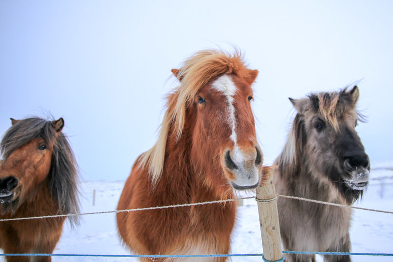 Konie islandzkie