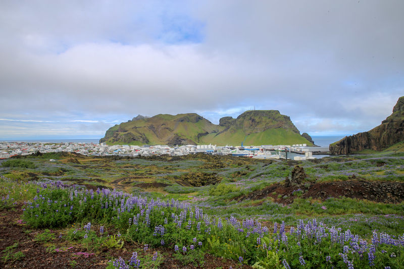 Spacer po wyspie Heimaey (Islandia) - widok na miasteczko Vestmannaeyjar