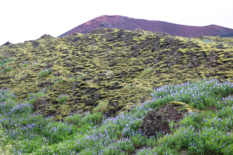 Podczas spaceru na wulkan Eldfell na wyspie Heimaey (Islandia)