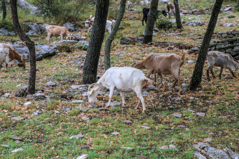 Zwierzęta na terenie stanowiska Świątyni Apollina w Bassaj (Peloponez, Grecja)