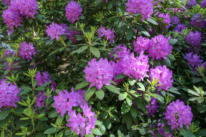 Leśne Arboretum Warmii i Mazur - okolice Olsztyna