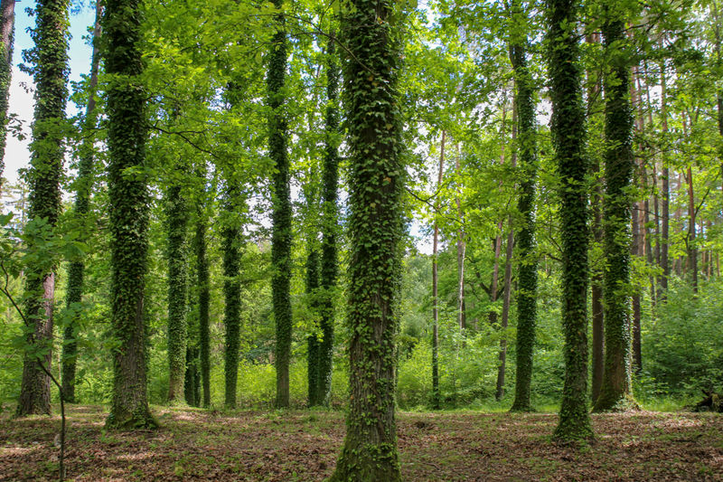 !Leśne Arboretum Warmii i Mazur - okolice Olsztyna