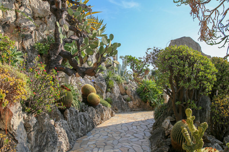 Ogród Egzotyczny w Monako (Jardin exotique de Monaco)