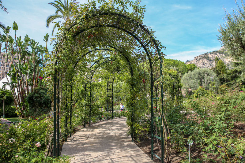 Ogród różany księżnej Grace w Monako - Roseraie Princesse Grace